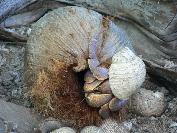 44- Mangeur de noix de coco 